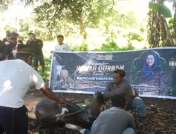 hewan kurban alor